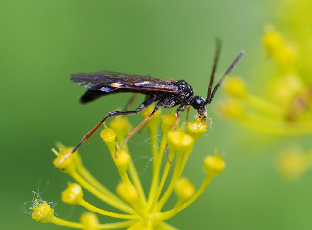 /Pilatka rodu Tenthredopsis saje nektar na kvítcích tromínu. /Pilatka rodu Tenthredopsis saje nektar na kvítcích tromínu.