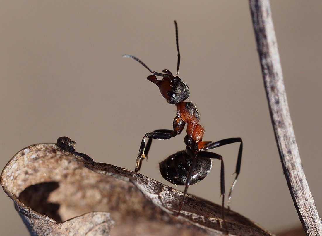 /Formica pratensis, dělnice se umí rozlobit na narušitele s fotoaparátem.