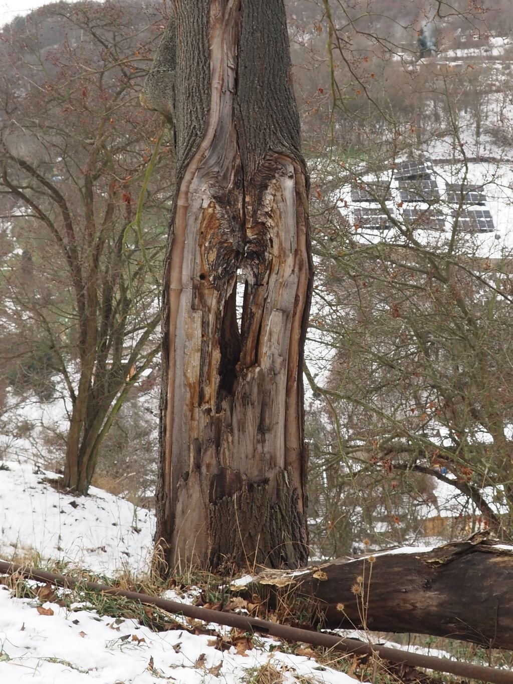 /Javor mléč s odlomenou polovinou kmene zůstal stát a normálně dál roste a mohutná rána mu zvolna zarůstá.