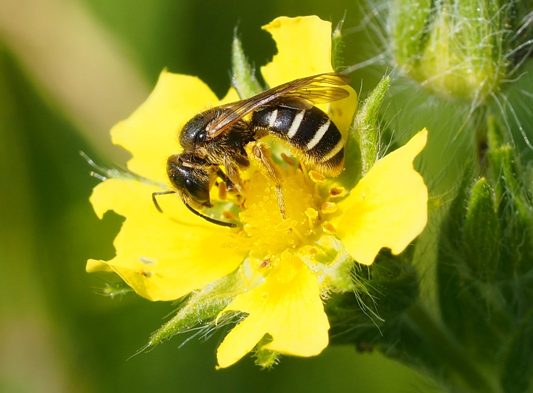 /Mochna přímá a ploskočelka rodu Halictus.