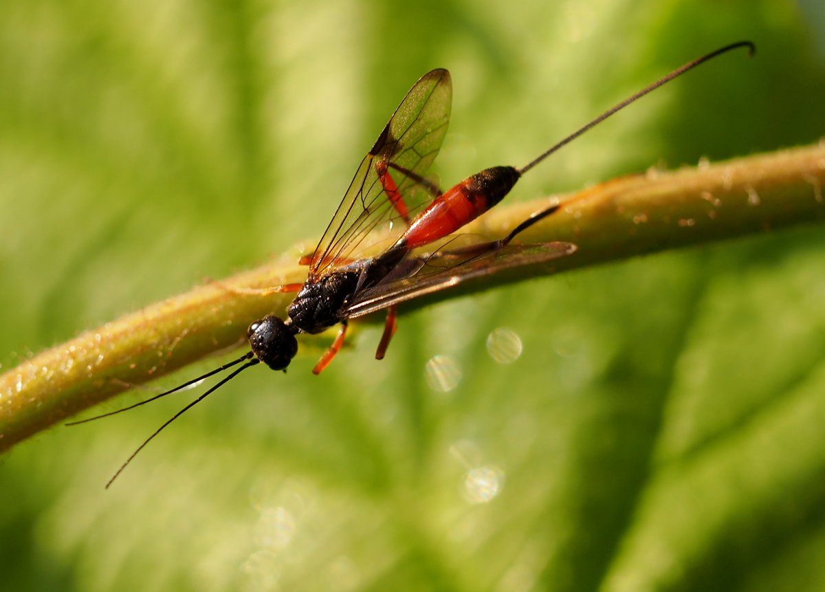 /Pristaulacus compressus, foto shora.
