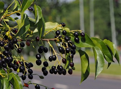 Mahalebka obecná