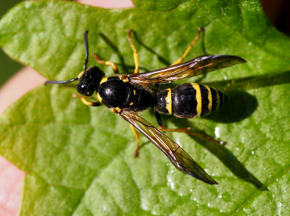 /Symmorphus, foto shora.