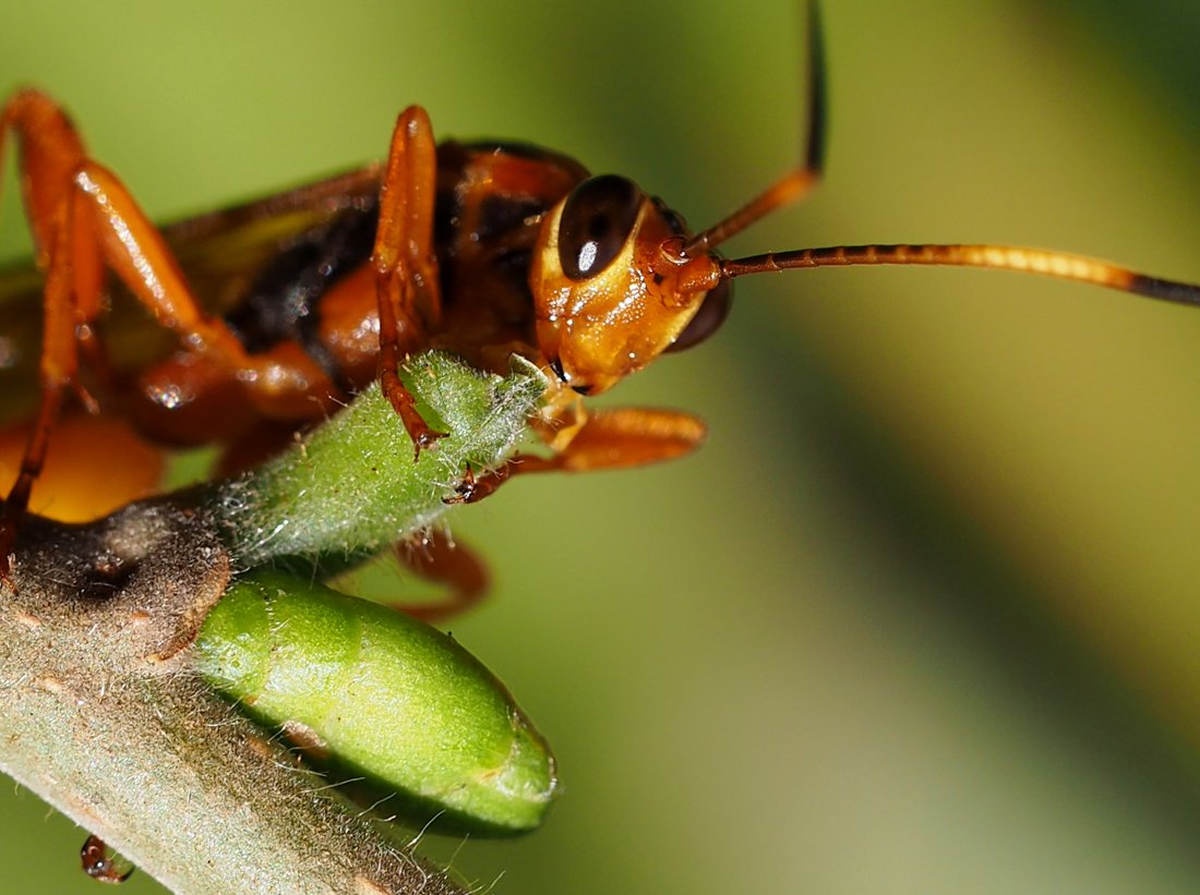 /Lymantrichneumon disparis, portrét s kusadly.