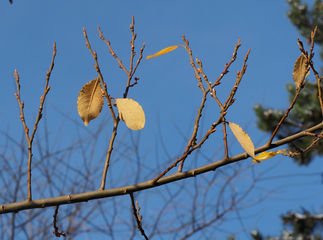 /Vrba jíva si zakládá květní pupeny už během podzimu. /Vrba jíva si zakládá květní pupeny už během podzimu.