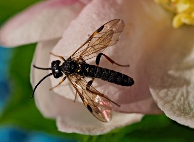 Allantus cinctus - pilenka  růžová