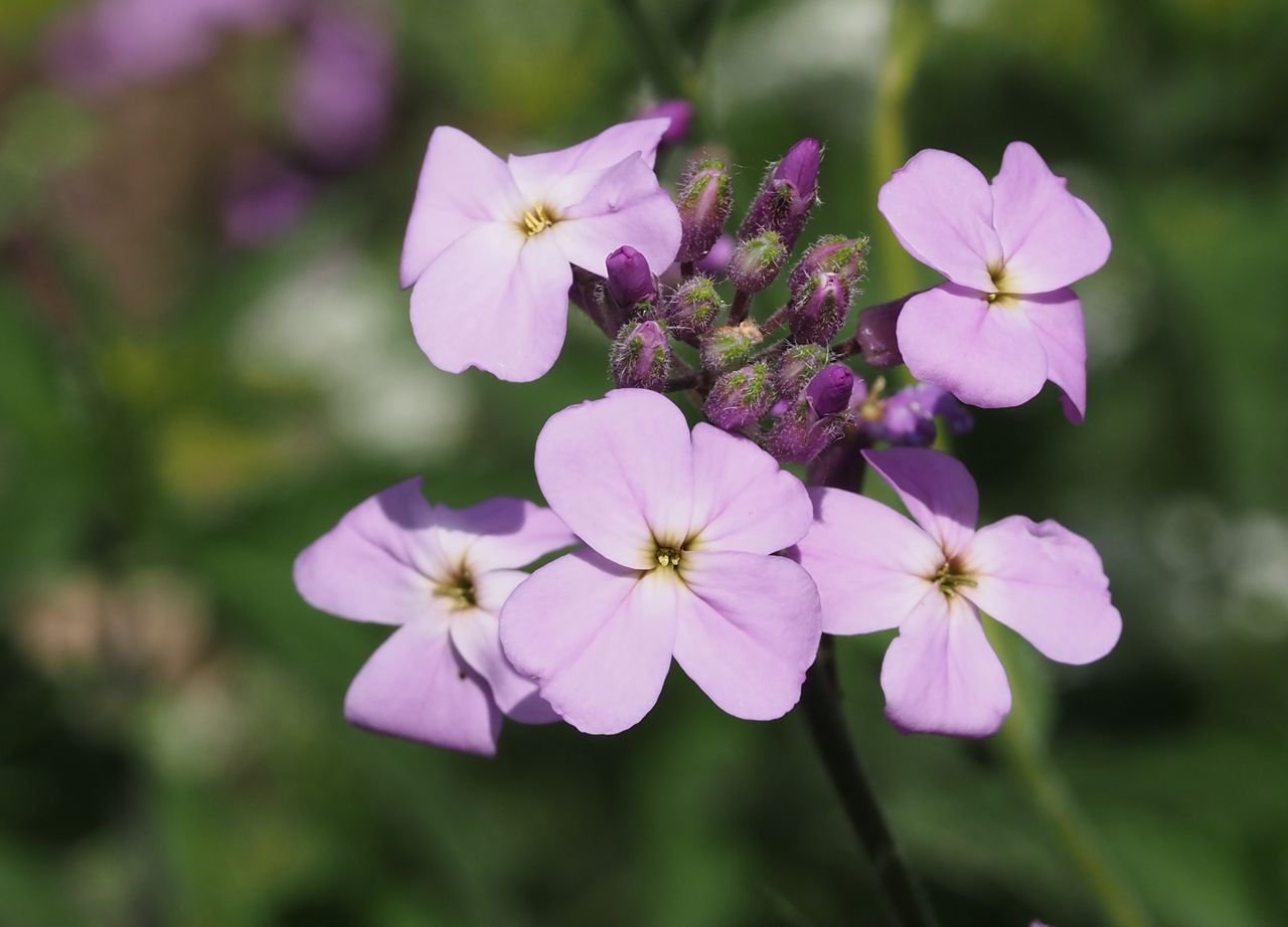 /Večernice vonná, květy a poupata.