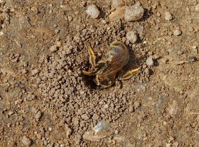 Jak žijí ploskočelky rodu Lasioglossum.