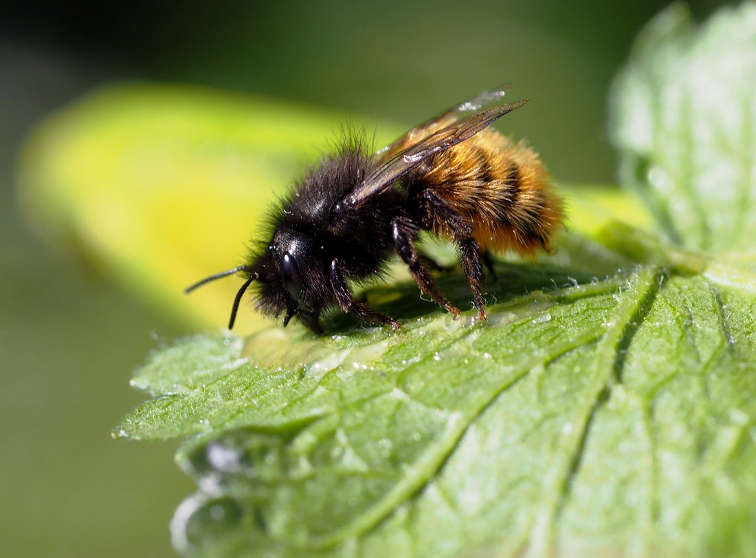 /Osmia cornuta na listu. /Osmia cornuta na listu.