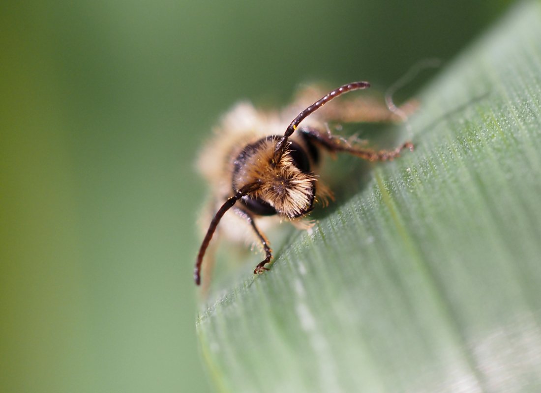 /Chelostoma florisomne, portrét a tykadla. /Chelostoma florisomne, portrét a tykadla.