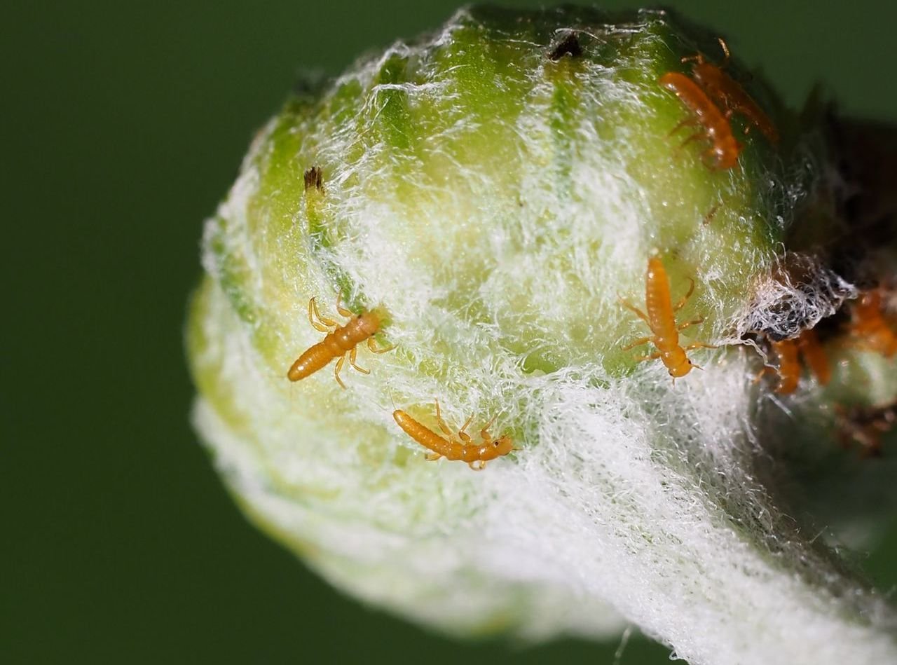 /Triungulini 1. 6. 2025. /Triungulini 1. 6. 2025.