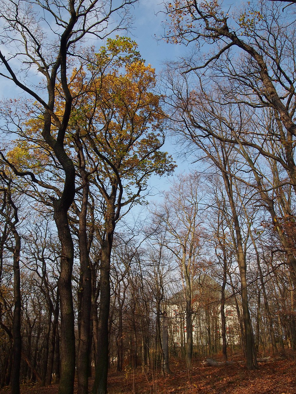 /Budova letohrádku Hvězda za stromy.