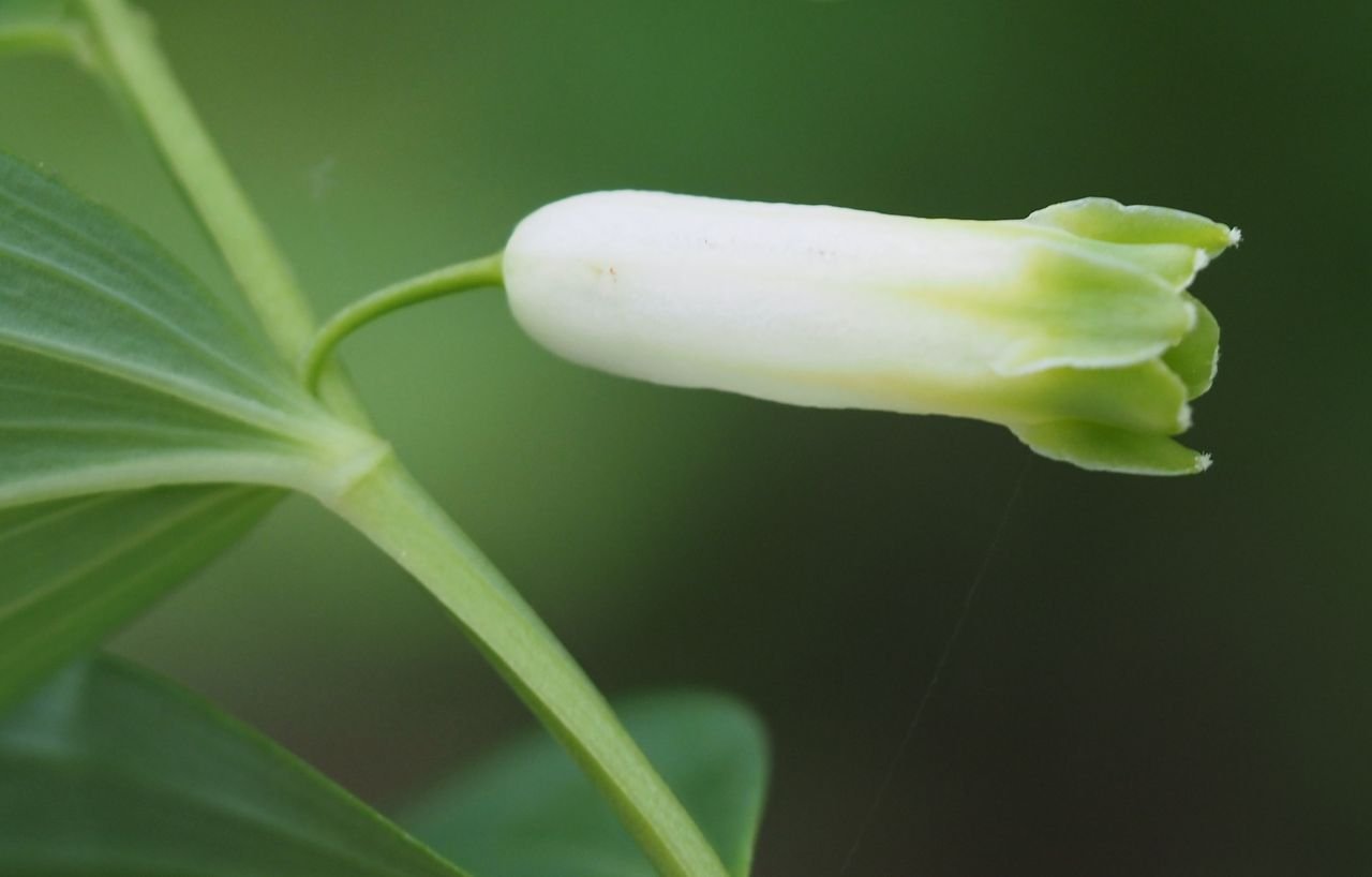 /Kokořík vonný - válcovité okvětí.