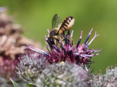 Čalounice páskovaná