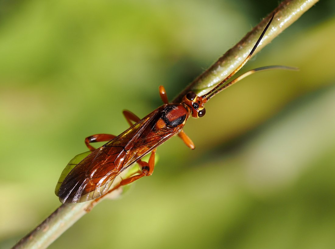 /Lymantrichneumon disparis má na hrudi charakteristickou kresbu.