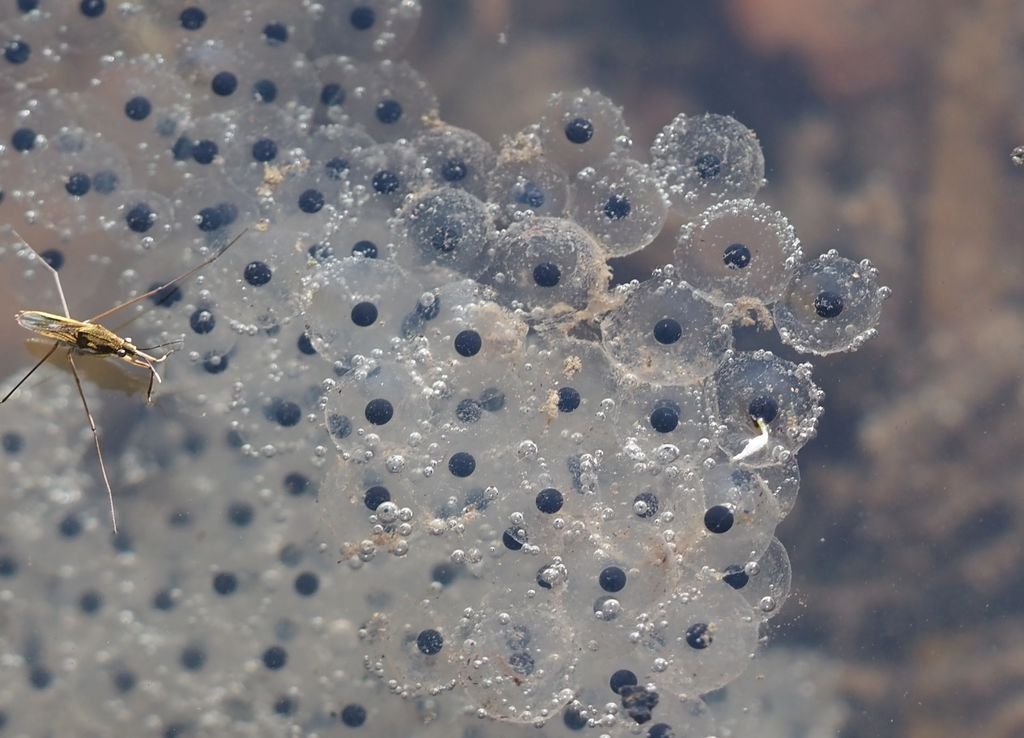 /Vajíčka skokanů, detail. /Vajíčka skokanů, detail.