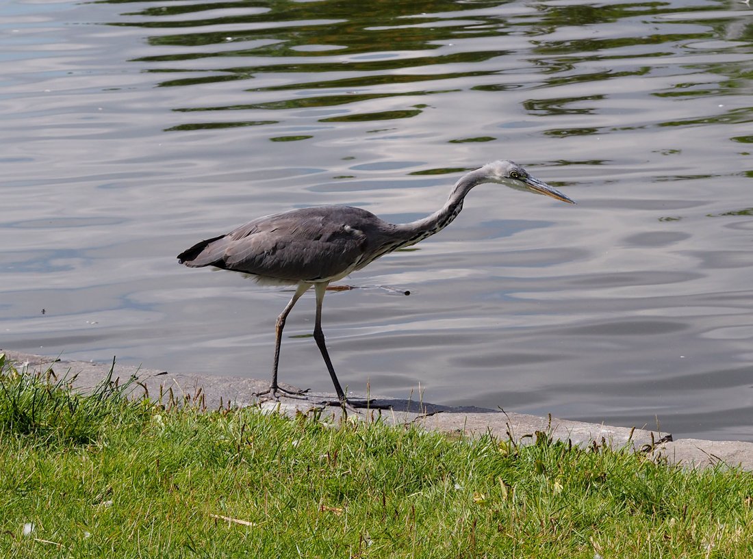 /Volavka se snaží být tichá a neviditelná.