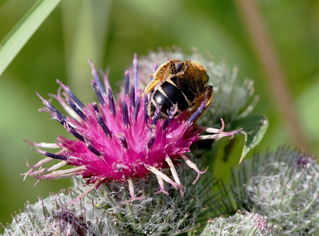 /Ploskočelka Halictus simplex má světlé pásky na zadečku přerušované. /Ploskočelka Halictus simplex má světlé pásky na zadečku přerušované.