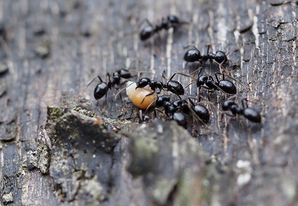 /Lasius fuliginosus stoupá s nákladem vzhůru po kmenu staré babyky.