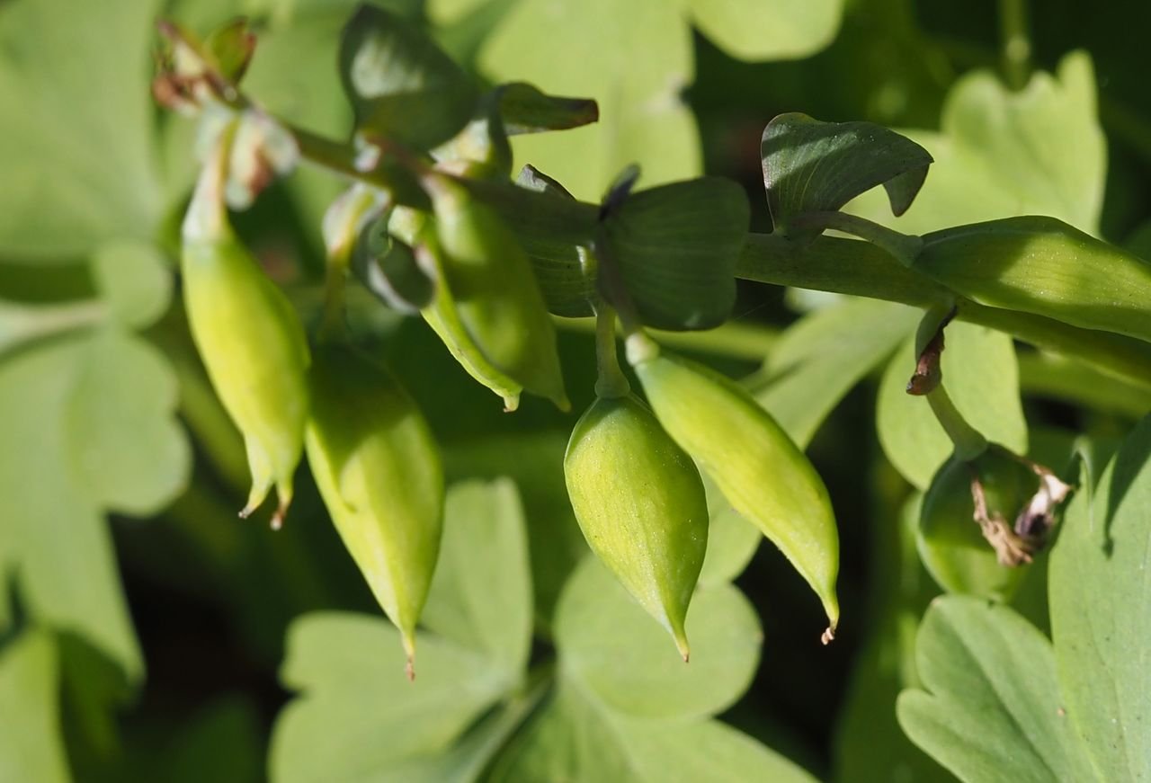 /Dymnivka dutá - nedozrálé plody.