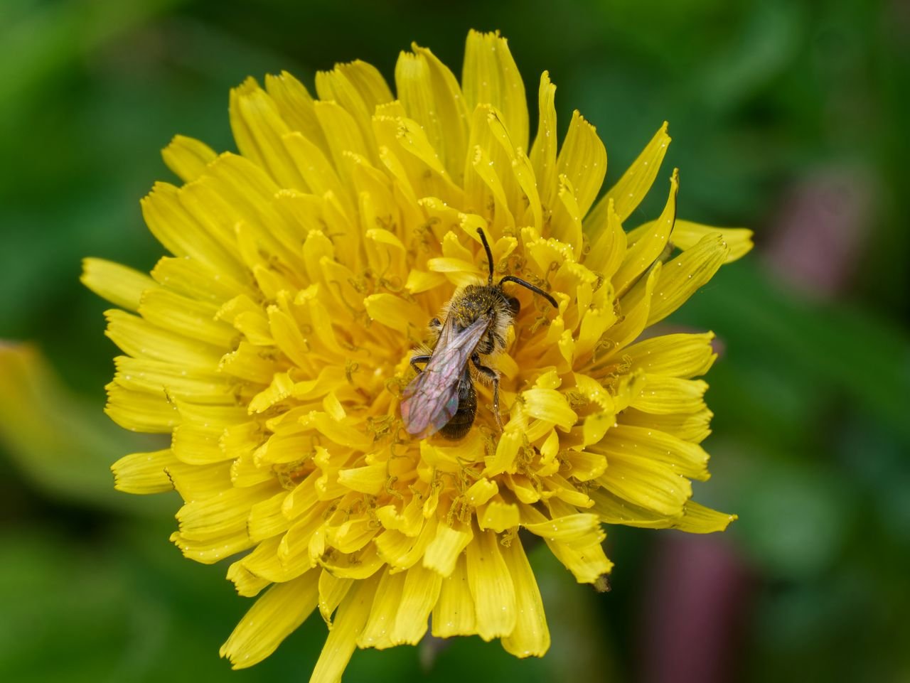 /Andrena fulva, sameček na pampelišce. Foto Radim Herman.