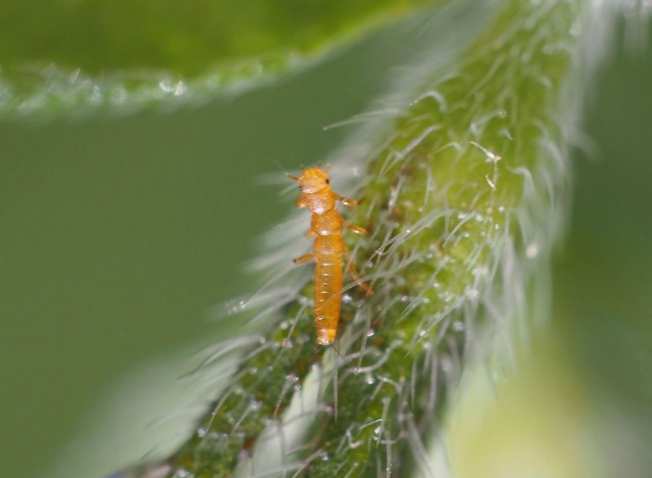 /Triungulin leze vzhůru.