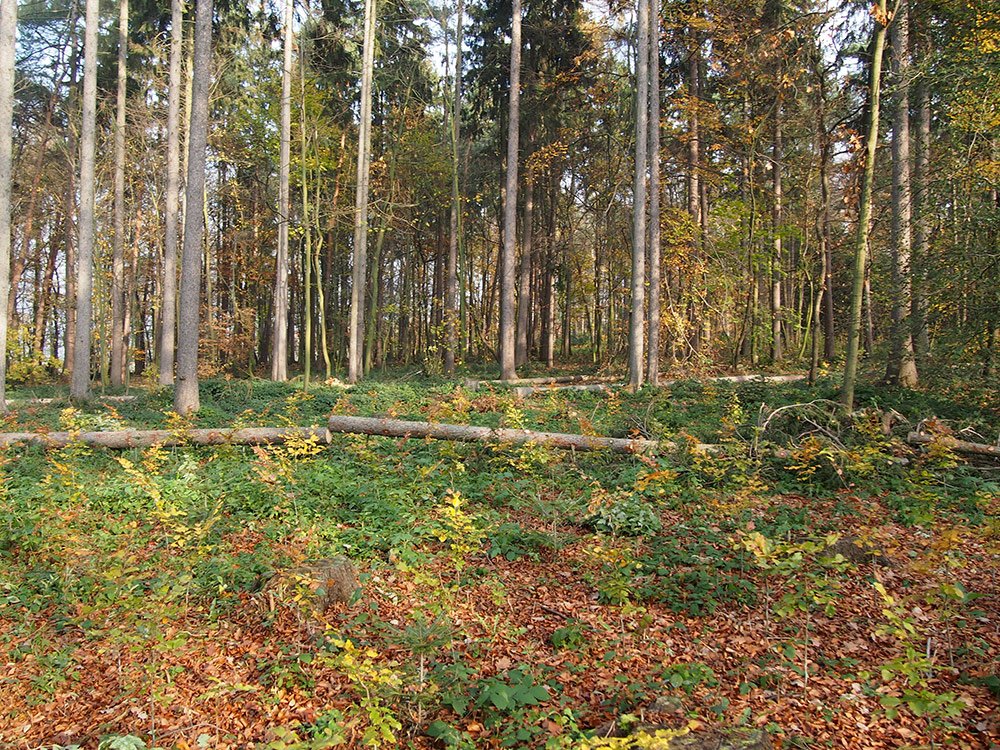 /Vyvrácené veliké smrky.