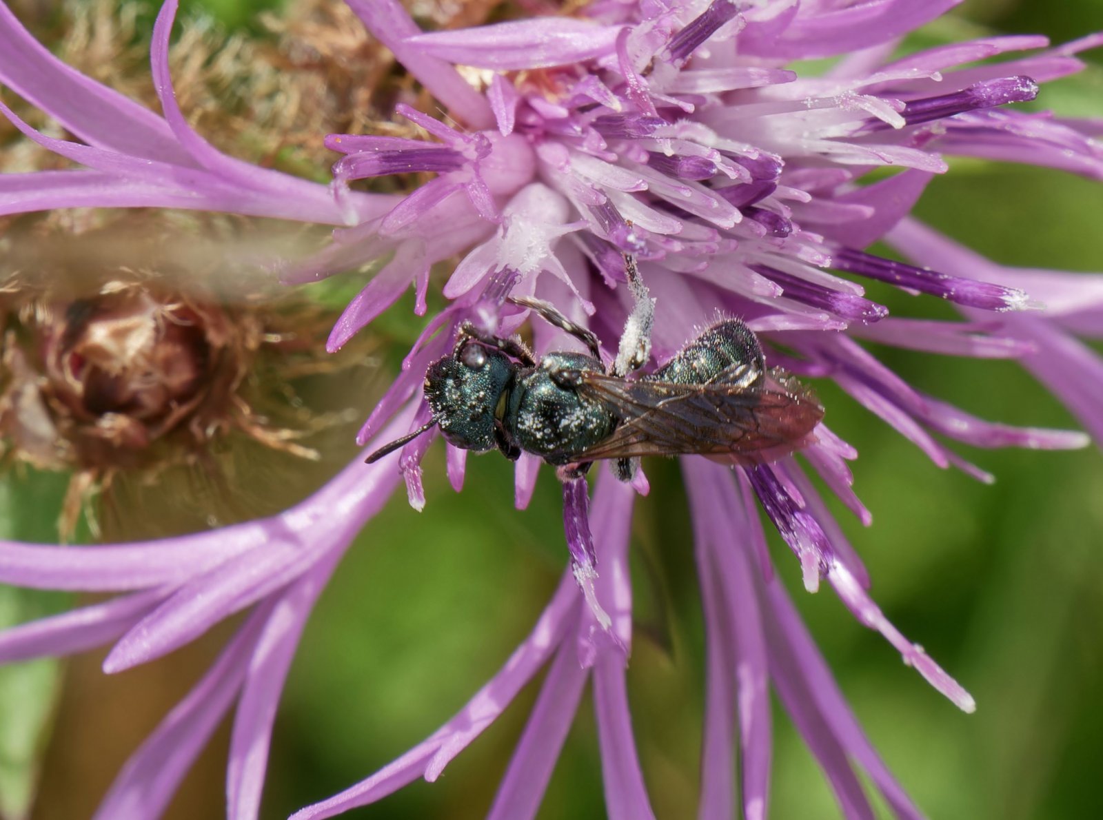 /Kyjorožka zelenavá, foto shora. Obrázek Radim Herman.
