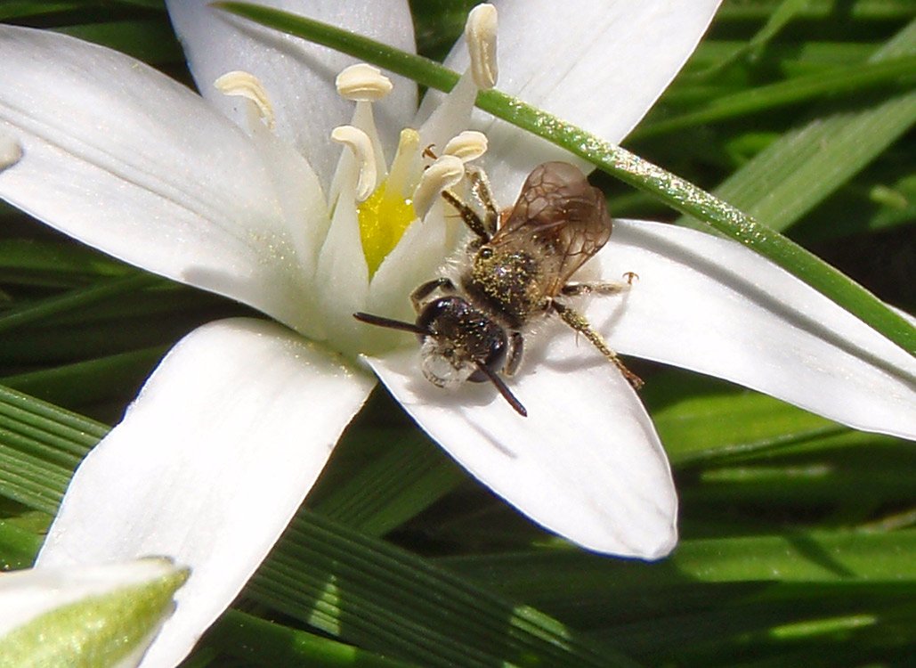 /Andrena labiata, sameček. /Andrena labiata, sameček.
