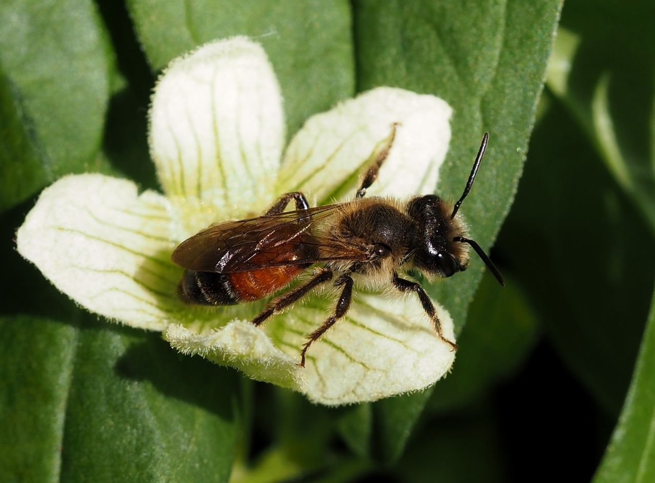 /Andrena florea - sameček na květu 11. 6. 2025 /Andrena florea - sameček na květu 11. 6. 2025