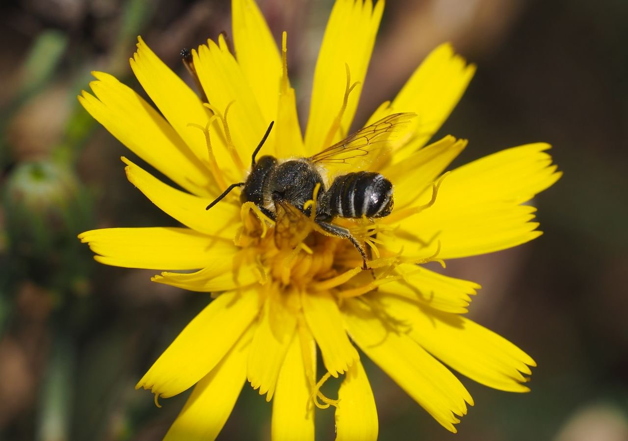 /Čalounice obecná, sameček se živí v květu jestřábníku.