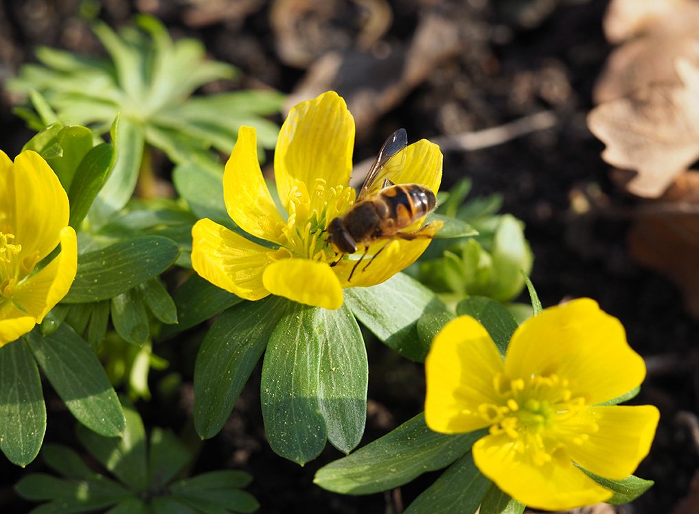 /Pestřenka trubcová ve květu talovínu.