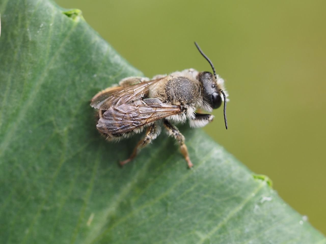 /Maltářka jetelová, sameček fotografovaný shora.