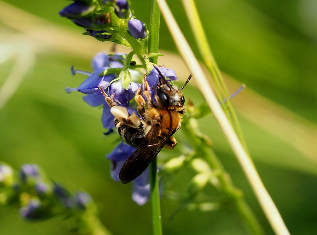 /Andrena curvungula, samička s pylem.