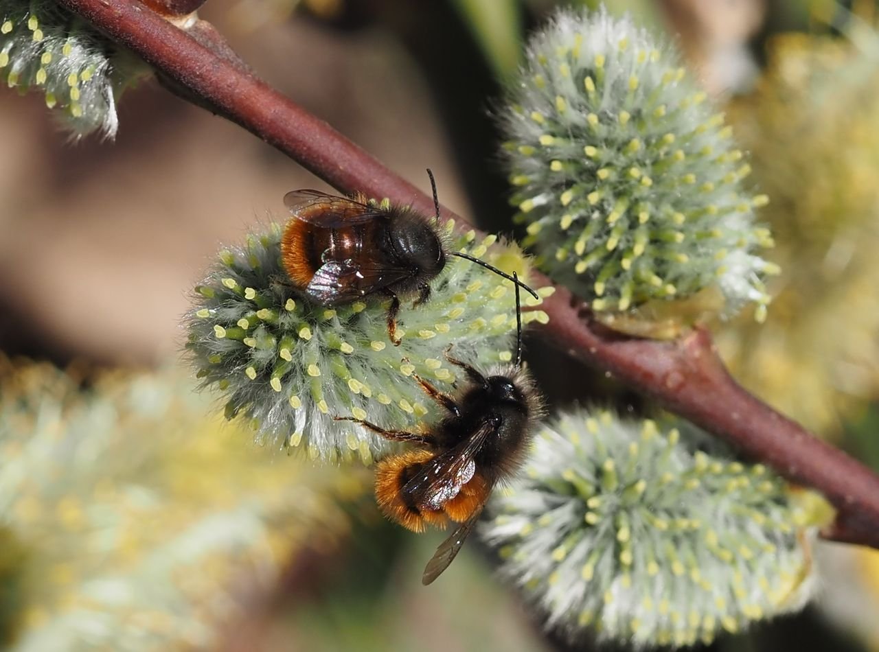 /Zednice rohatá, samečkové na jívě.