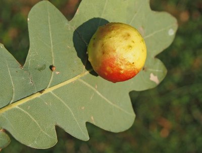 Žlabatka dubová (listová)