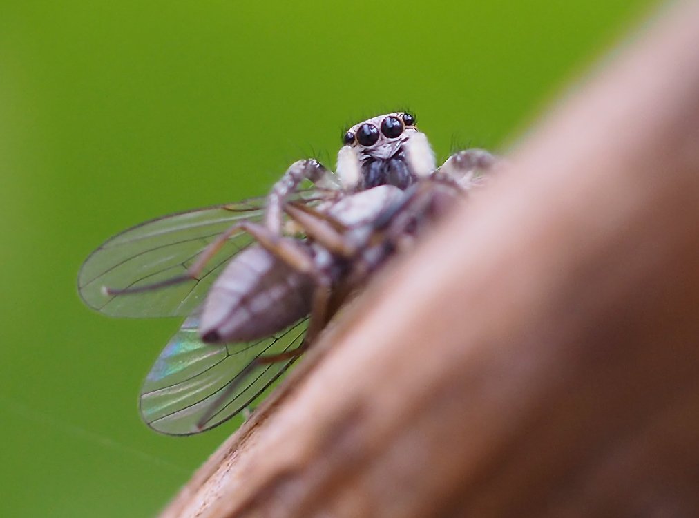 /Pavouk skákavka s úlovkem. /Pavouk skákavka s úlovkem.
