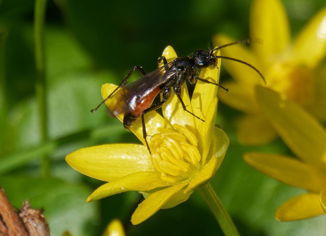 /Hrabalka jarní na květu orseje.