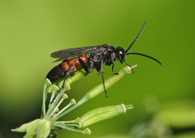 Hrabalka  -  popis čeledi