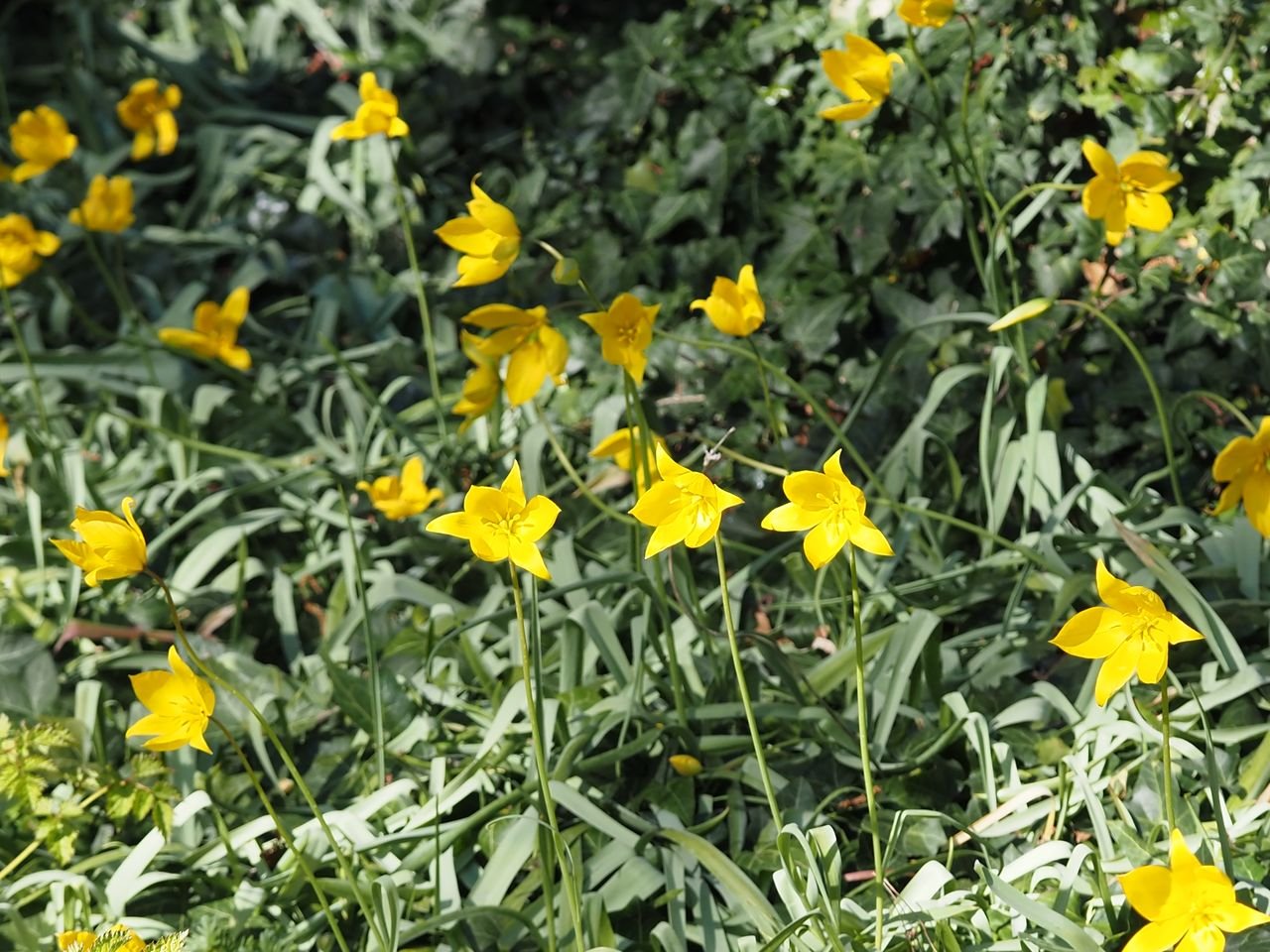 /Na neudržovaných plochách vykvétají plané tulipány.
