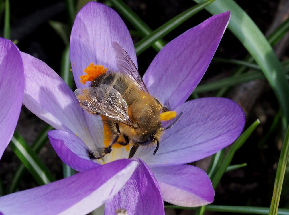 /Krokus a pelonoska hluchavková - sameček.