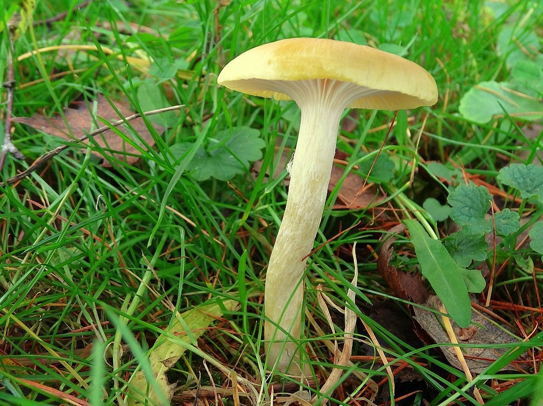 /Šťavnatka modřínová, foto Karel Netsch.