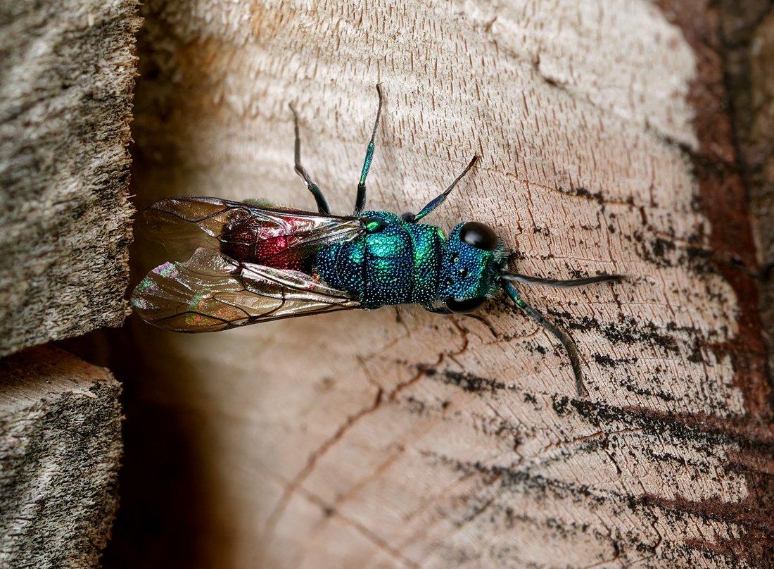 /Chrysis ignita mezi prkny hmyzího hotýlku. Foto Radim Herman.