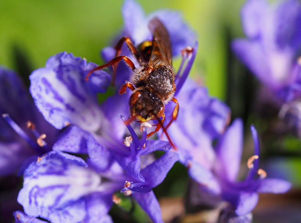 /Nomada signata, samec, hlava.