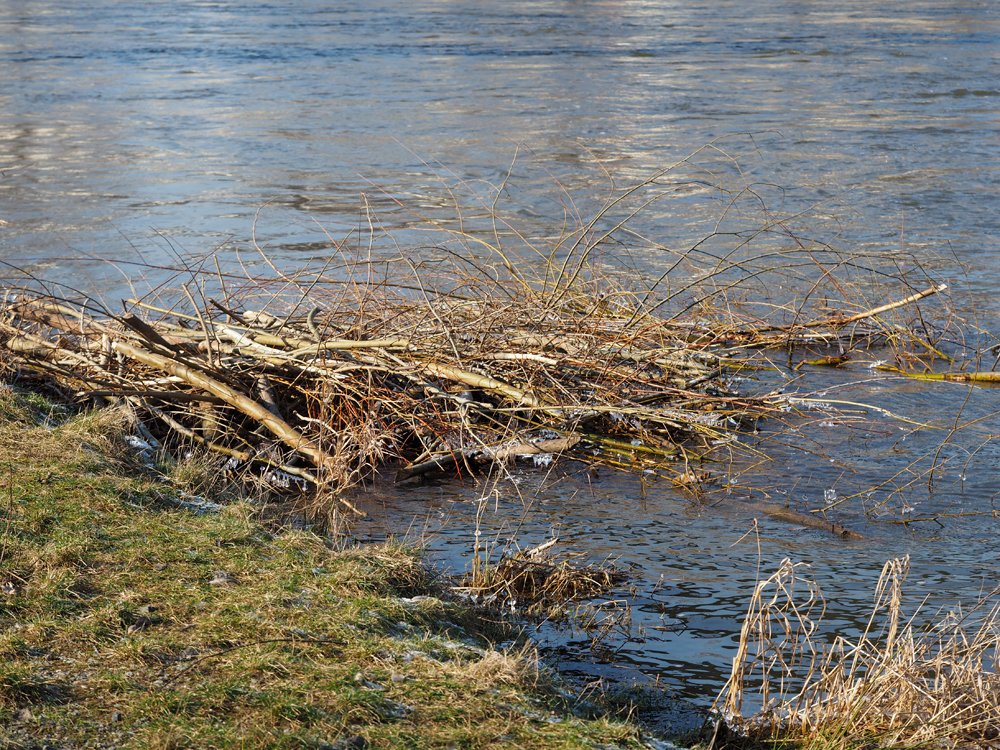 /Stavební práce bobra . /Stavební práce bobra .