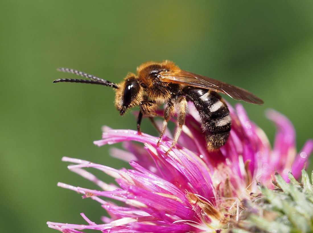 /Lasioglossum xanthopus, sameček má vlnkovaná tykadla.