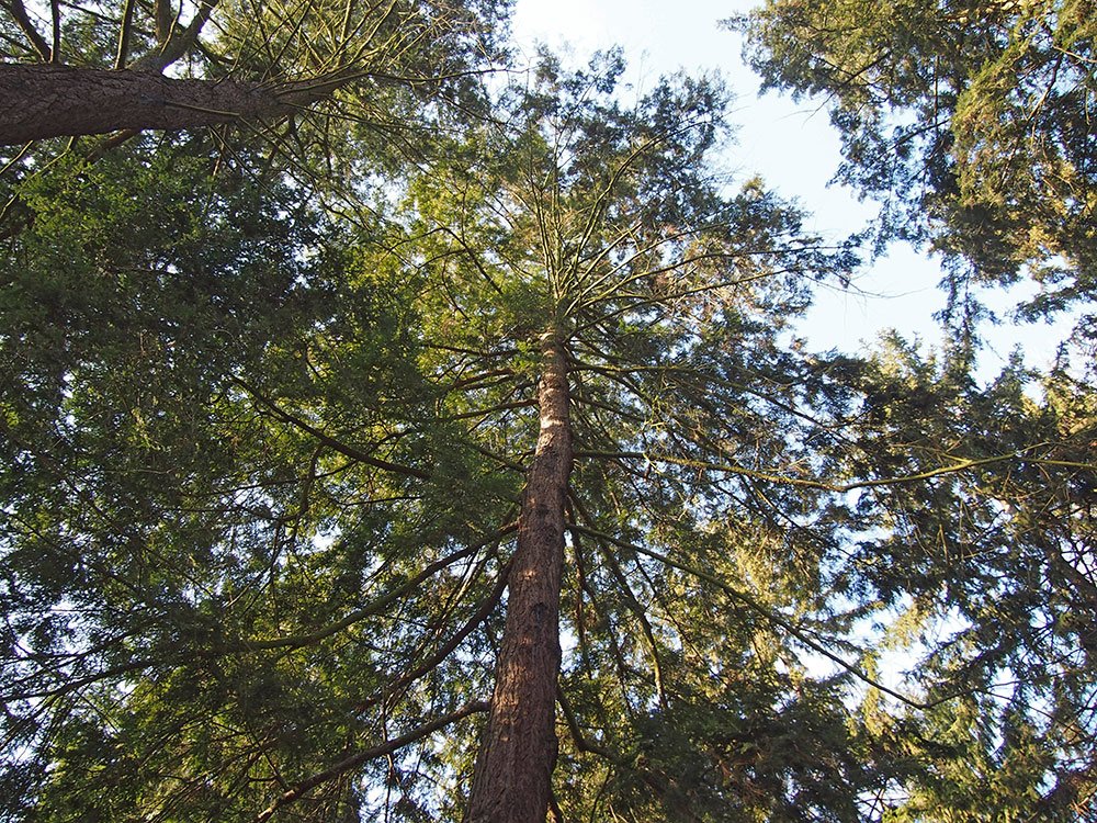 /Jedlovec kanadský, vysoký strom, pohled do koruny.