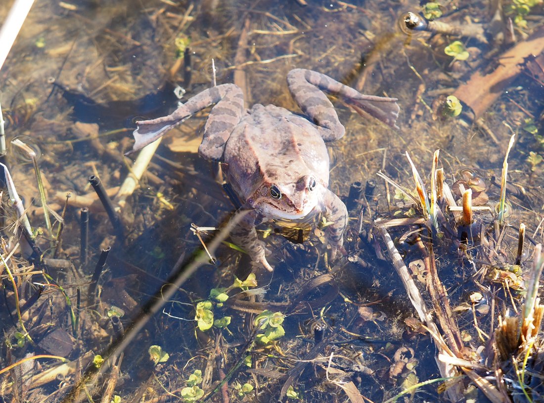 /Skokan hnědý ve vodě.