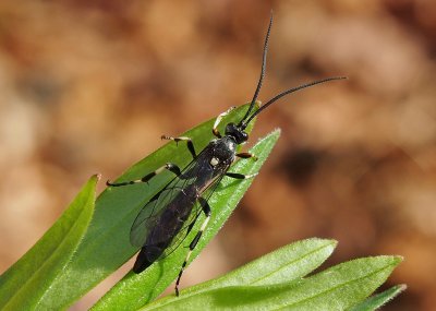 Lumek Coelichneumon