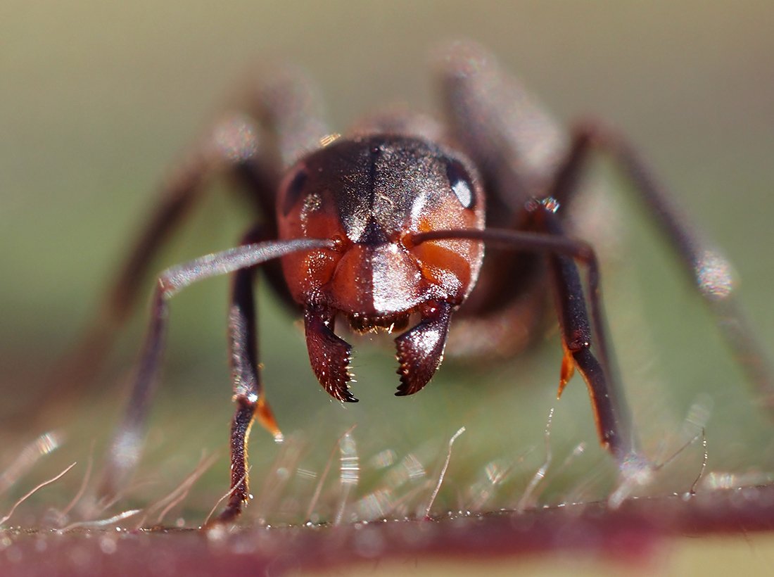 /Formica pratensis, kusadla dělnice.